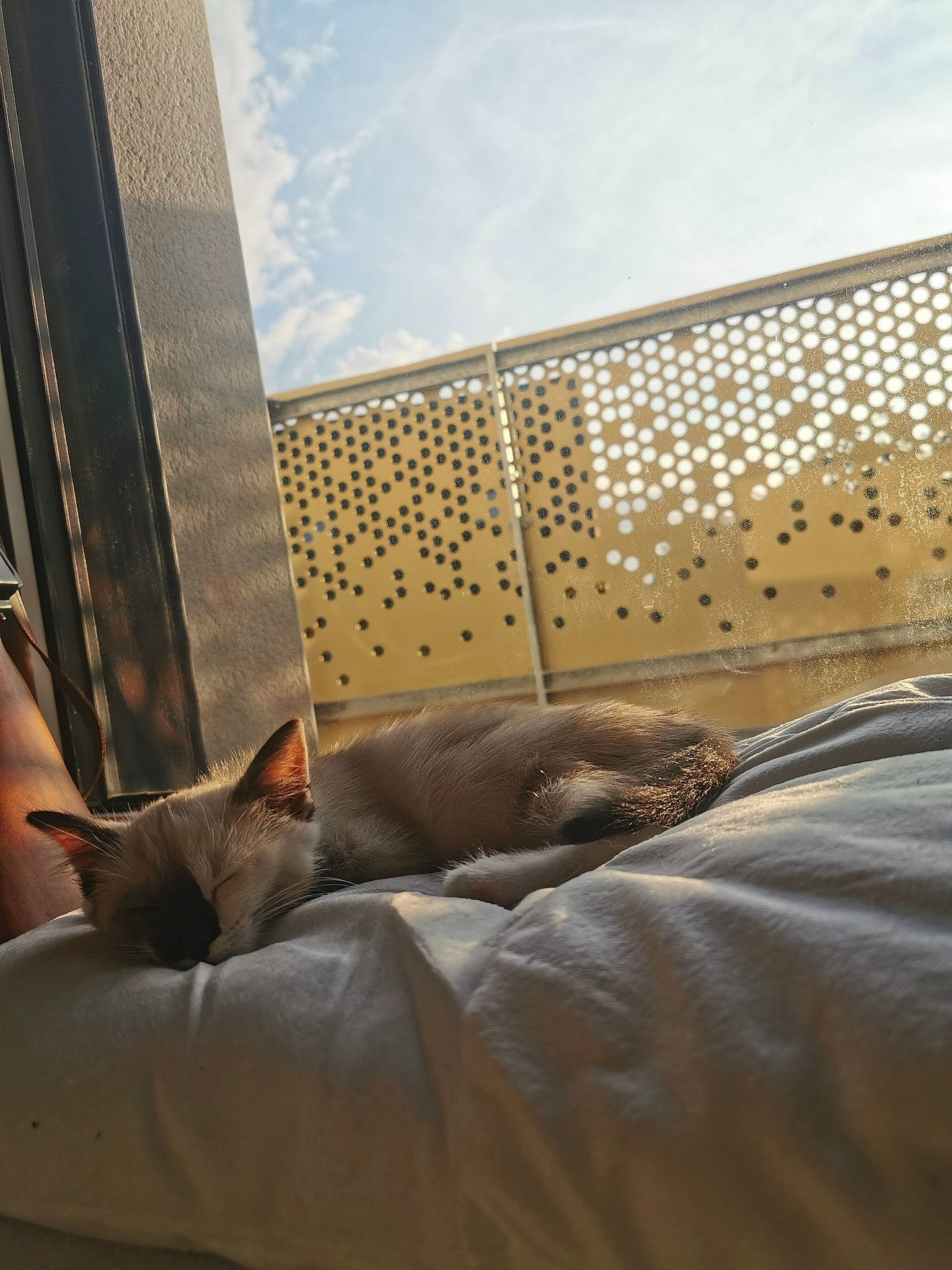 Moon participe au concours pour gagner de l'argent avec cette photo : bedding, building, carnivore, cat, cloud, comfort, fawn, felidae, flooring, house, linens, room, sky, small_to_medium_sized_cats, tail, textile, tints_and_shades, whiskers, window, wood