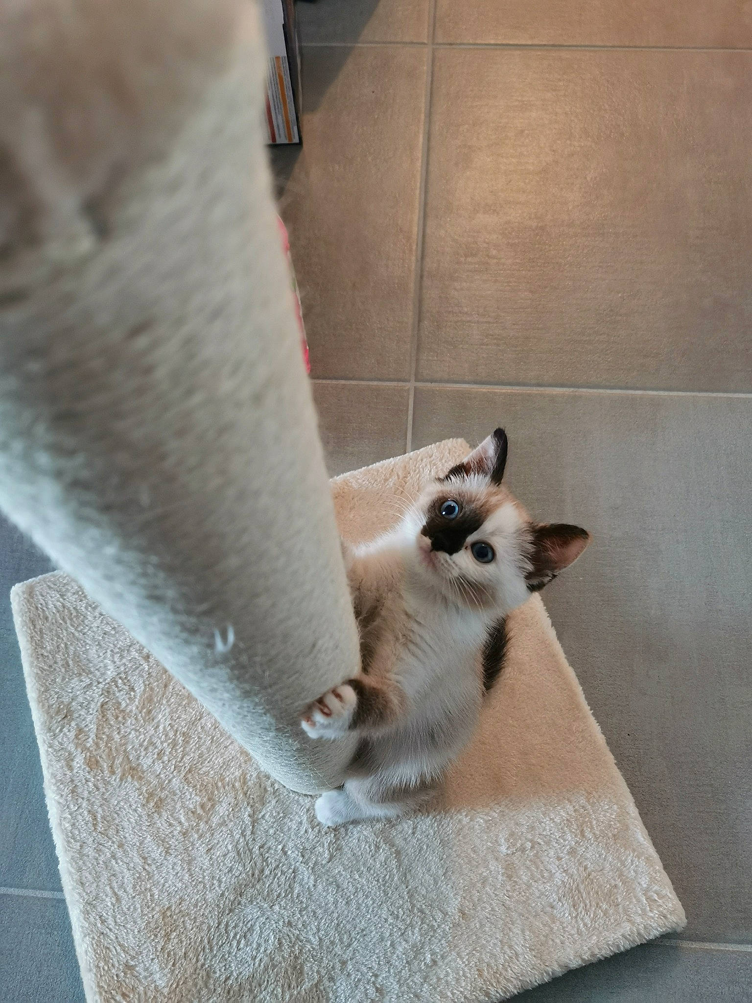 Moon a rejoint le concours — aidez-le/la à gagner de superbes lots ! balinese, carnivore, cat, comfort, companion_dog, domestic_short_haired_cat, fawn, felidae, floor, flooring, fur, grey, hardwood, paw, siamese, small_to_medium_sized_cats, snout, tail, whiskers, wood