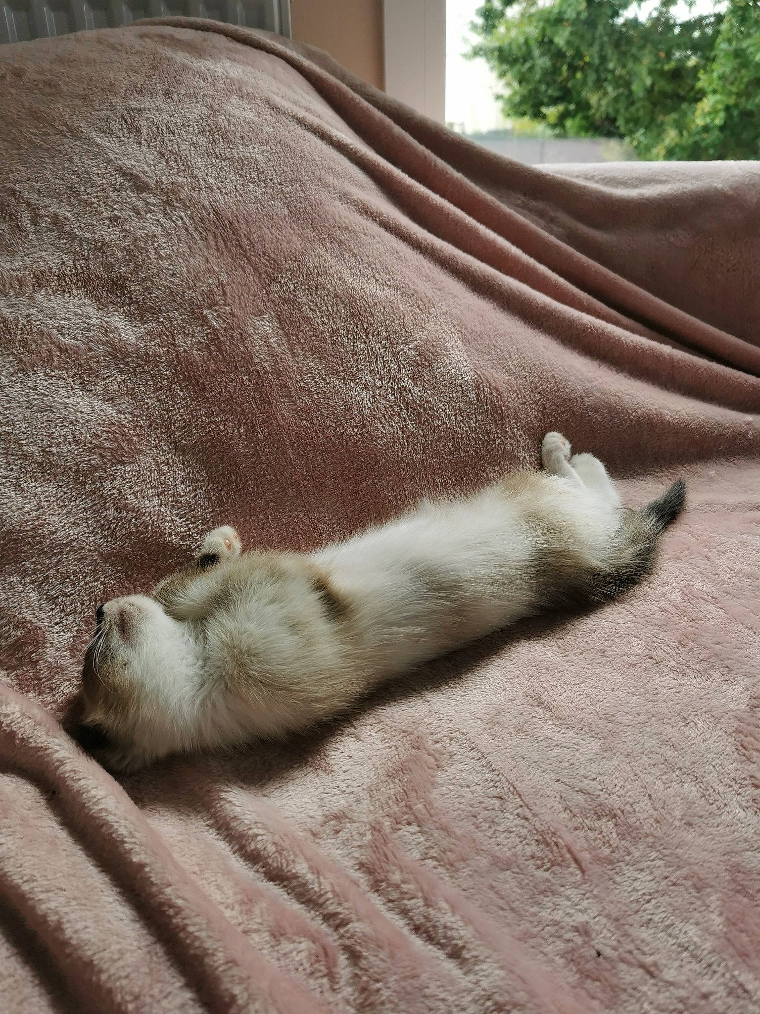 Moon a rejoint le concours — aidez-le/la à gagner de superbes lots ! carnivore, cat, comfort, fawn, felidae, foot, fur, grey, hardwood, human_leg, linens, paw, small_to_medium_sized_cats, snout, tail, terrestrial_animal, tree, whiskers, window, wood