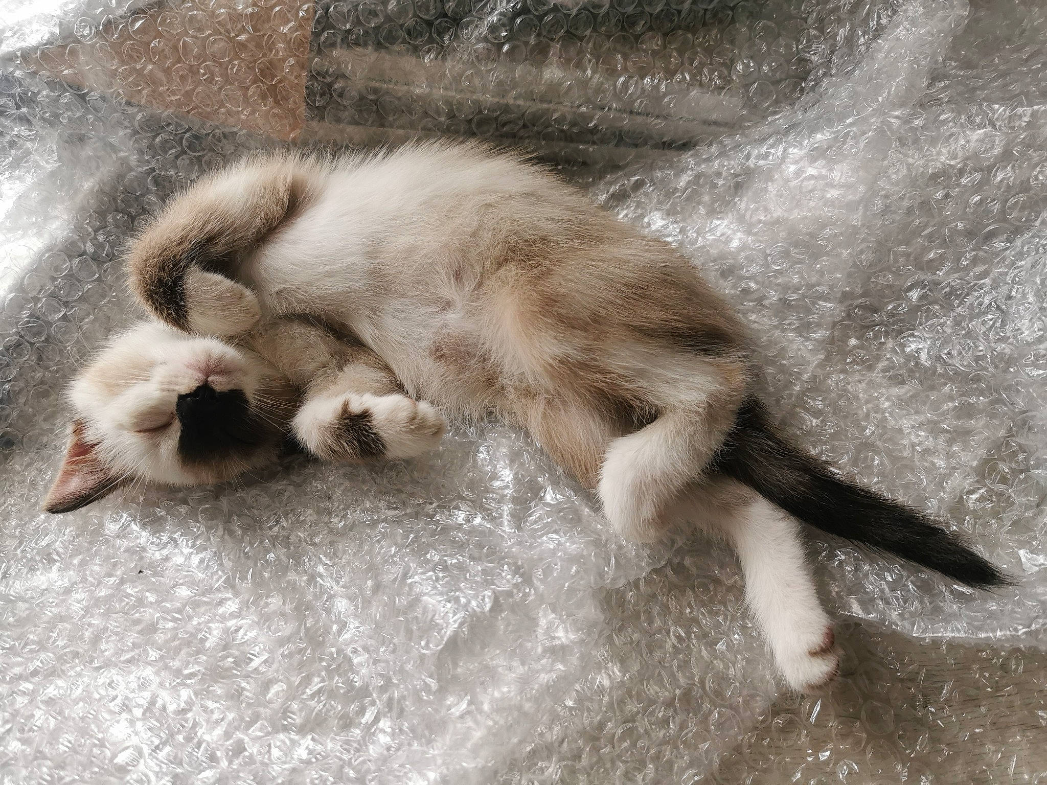 Moon a rejoint le concours — aidez-le/la à gagner de superbes lots ! carnivore, cat, claw, comfort, dog_breed, fawn, felidae, foot, fur, paw, siamese, small_to_medium_sized_cats, sporting_group, tail, terrestrial_animal, whiskers