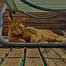 Samba participe au concours pour gagner de l'argent avec cette photo : animal, calm, cat, closeup, daylight, domestic_cat, feline, ginger_cat, green_mesh_chair, lounging, metal_frame, nature, outdoor, pet, relaxed, resting, summer, sunlight, wooden_deck, wooden_floor