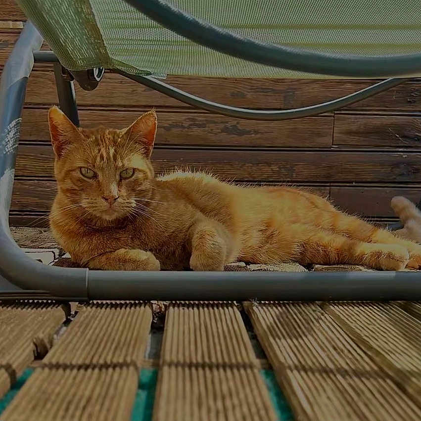 Samba participe au concours pour gagner de l'argent avec cette photo : animal, calm, cat, closeup, daylight, domestic_cat, feline, ginger_cat, green_mesh_chair, lounging, metal_frame, nature, outdoor, pet, relaxed, resting, summer, sunlight, wooden_deck, wooden_floor