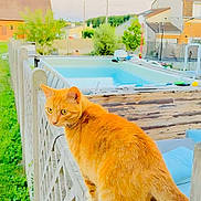 Samba participe au concours pour gagner de l'argent avec cette photo : animal, backyard, balancing, cat, curious, daytime, domestic_cat, fence, fur, greenery, house, nature, orange_cat, outdoor, pet, pool, sky, tail, whiskers, wood