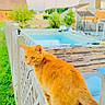 animal, backyard, balancing, cat, curious, daytime, domestic_cat, fence, fur, greenery, house, nature, orange_cat, outdoor, pet, pool, sky, tail, whiskers, wood