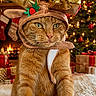 Samba participe au concours pour gagner de l'argent avec cette photo : animal, cat, christmas_lights, christmas_tree, cozy, cute, decoration, festive, fireplace, furry, gift_boxes, ginger_cat, holiday, holiday_season, indoor, orange_fur, pet, reindeer_costume, stockings, whiskers