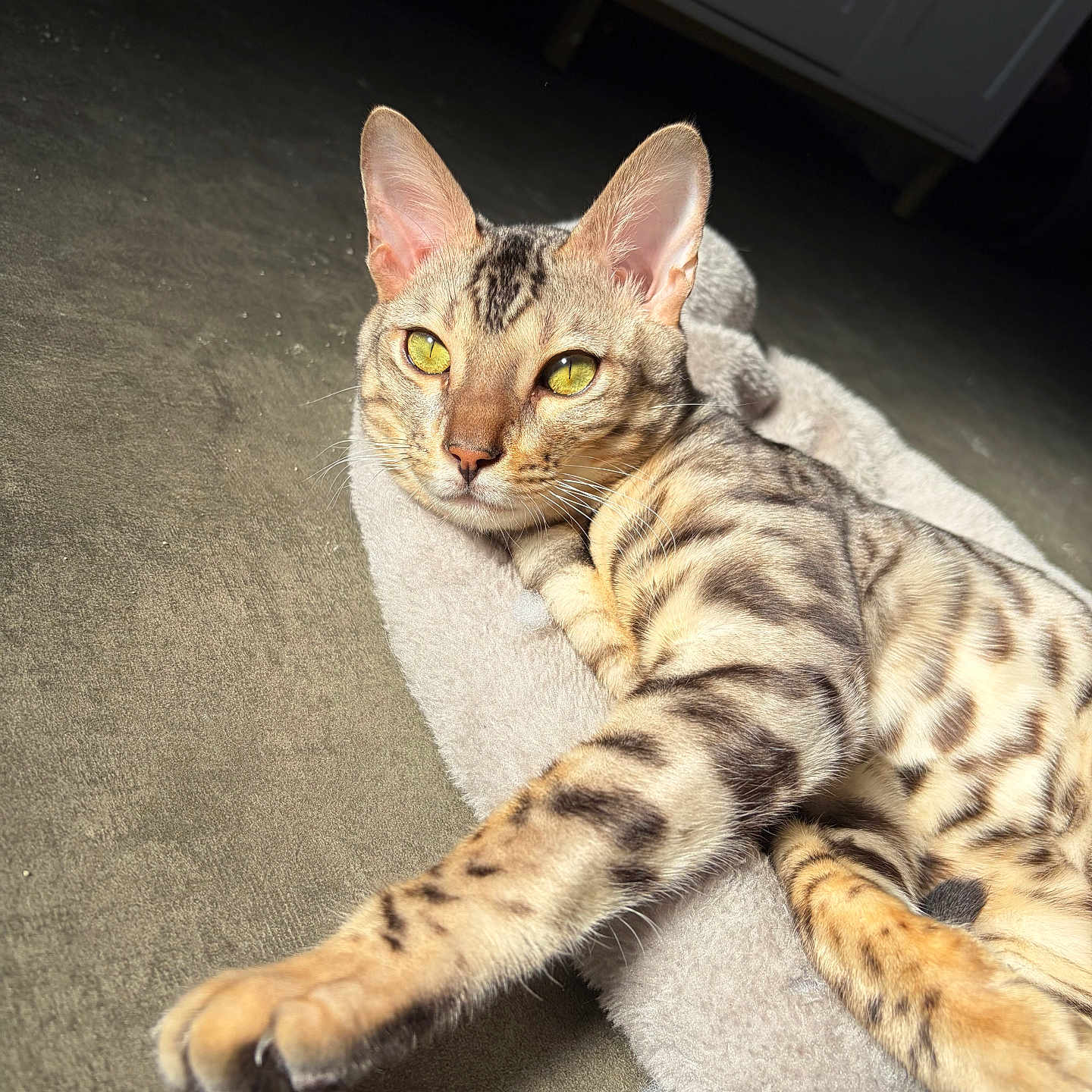 Aïko a rejoint le concours — aidez-le/la à gagner de superbes lots ! cat, bengal_cat, pet, animal, feline, stretching, paw, bed, cozy, indoor, closeup, fur, spots, whiskers, eyes, yellow_eyes, relaxing, cute, portrait, domestic_cat