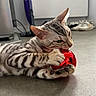 Aïko participe au concours pour gagner de l'argent avec cette photo : cat, kitten, striped, playing, red_ornament, toy, indoor, floor, paw, bite, whiskers, ears, household, shoes, reflection, curious, pet, young_cat, feline, closeup