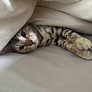 Aïko participe au concours pour gagner de l'argent avec cette photo : cat, tabby, pet, animal, feline, resting, blanket, cozy, cute, whiskers, paws, indoor, sleepy, curious, fur, striped, closeup, lying_down, soft, relaxed