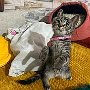 Sienna participe au concours pour gagner de l'argent avec cette photo : kitten, cat, tabby, pet, collar, indoor, blanket, cushion, cat_bed, fur, whiskers, alert, cute, yellow, pink, furniture, home, wall, texture, sitting
