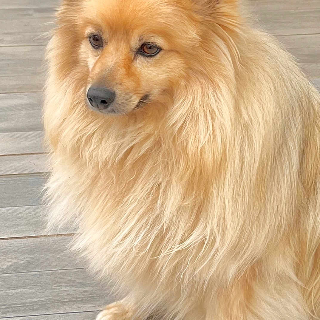 Mascott participe au concours pour gagner de l'argent avec cette photo : animal, calm, cute, dog, domestic, ears, floor, fluffy, fur, golden, home, indoors, muzzle, paws, pet, portrait, side_view, sitting, slippers, tiles