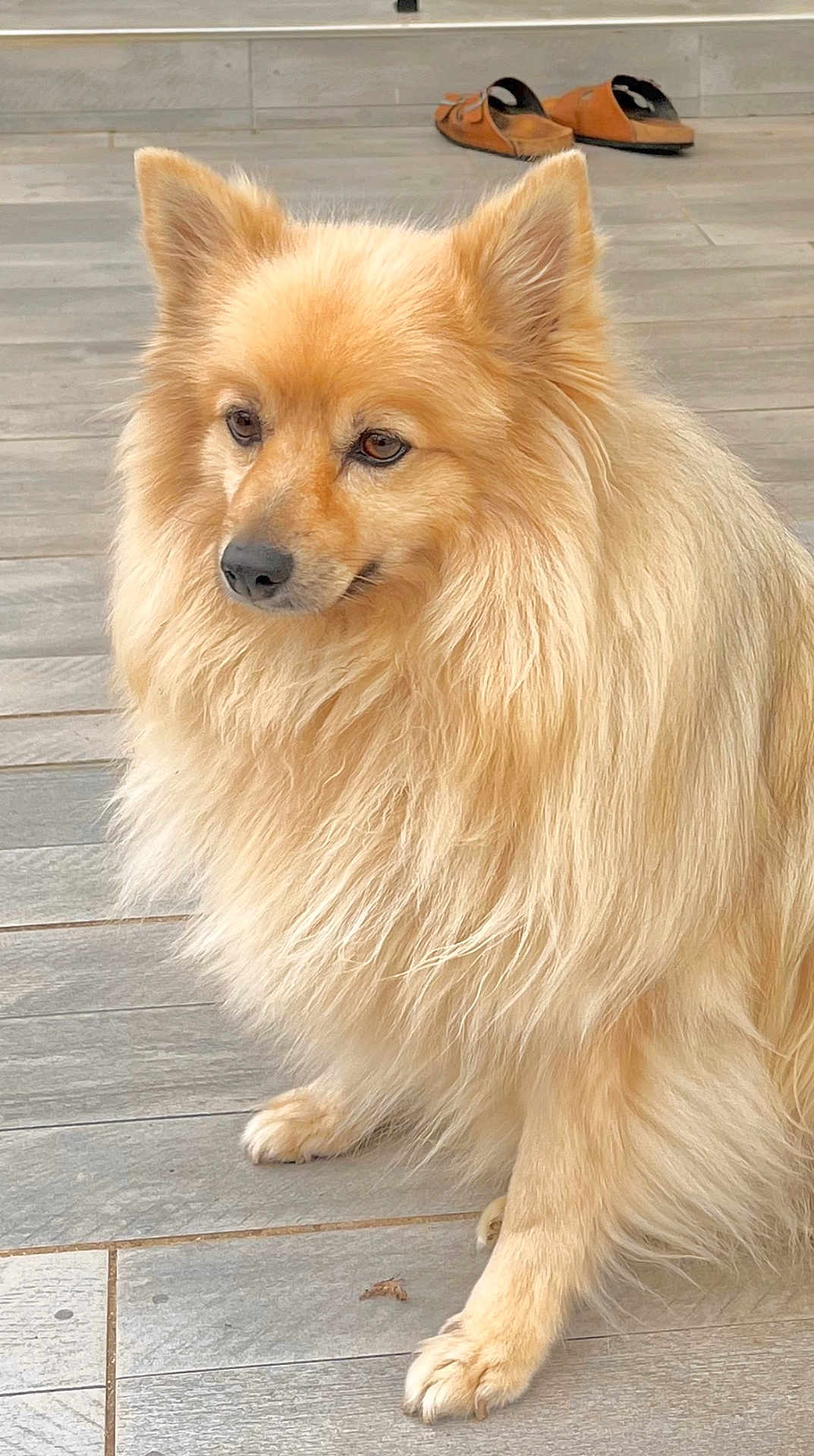 Mascott participe au concours pour gagner de l'argent avec cette photo : dog, fluffy, golden, pet, animal, sitting, fur, paws, indoors, floor, tiles, slippers, calm, portrait, cute, domestic, muzzle, ears, side_view, home