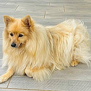 Mascott a rejoint le concours — aidez-le/la à gagner de superbes lots ! dog, fluffy, golden, long_hair, pet, animal, canine, laying, floor, tile, fur, outdoor, calm, curious, mammal, companion, cute, portrait, relaxed, domestic