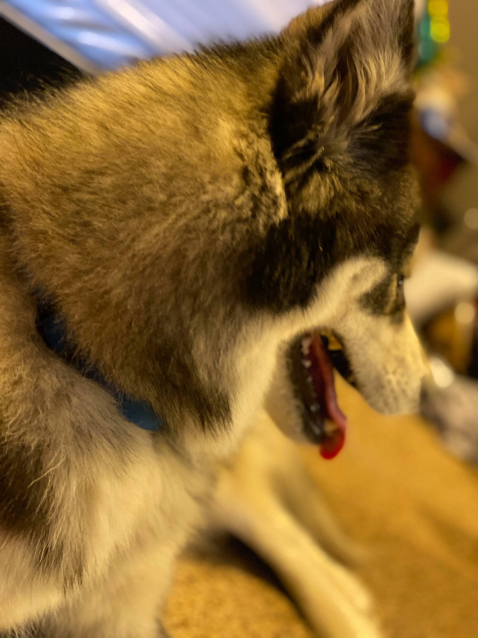 Sky is registered to the contest to win money with this photo: canidae, canis, carnivore, collar, companion_dog, dog, dog_breed, fang, fawn, fur, jaw, paw, siberian_husky, sled_dog, sporting_group, tail, terrestrial_animal, whiskers, wolf, working_animal