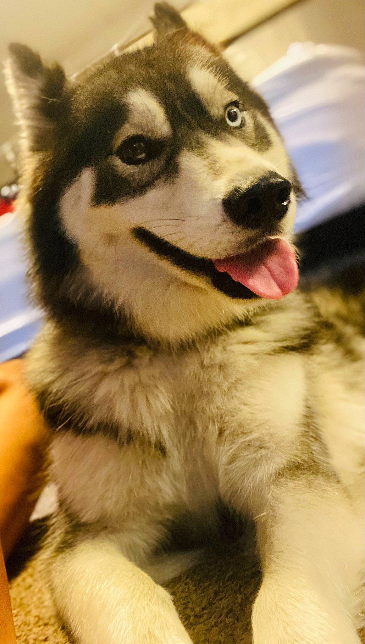 Sky is registered to the contest to win money with this photo: canadian_eskimo_dog, canidae, canis, carnivore, companion_dog, dog, dog_breed, fawn, fur, miniature_siberian_husky, siberian_husky, sled_dog, snout, sporting_group, terrestrial_animal, whiskers, wildlife, wolf, working_animal, working_dog