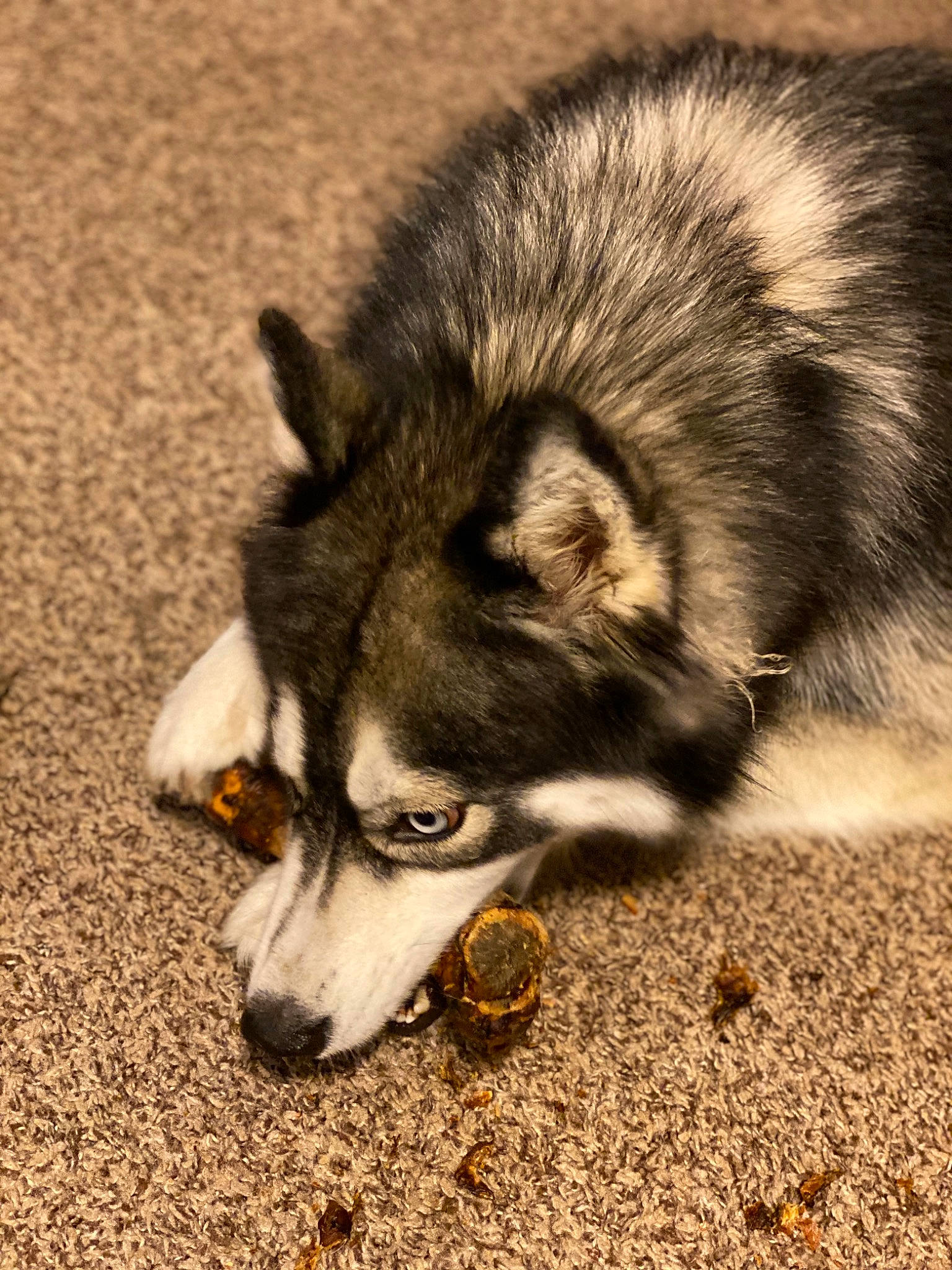 Sky joined the competition — help win amazing prizes! canidae, canis, carnivore, companion_dog, dog, dog_breed, fawn, fur, jaw, nature, sled_dog, snout, soil, sporting_group, tail, terrestrial_animal, whiskers, wildlife, working_animal, working_dog