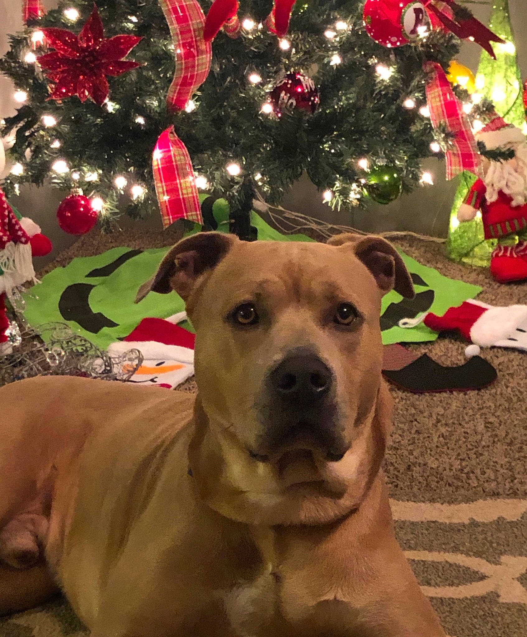 Crimson is registered to the contest to win money with this photo: carnivore, christmas, christmas_decoration, christmas_eve, christmas_ornament, christmas_tree, collar, companion_dog, dog, dog_breed, dog_collar, event, evergreen, fawn, holiday, holiday_ornament, ornament, plant, vertebrate, whiskers