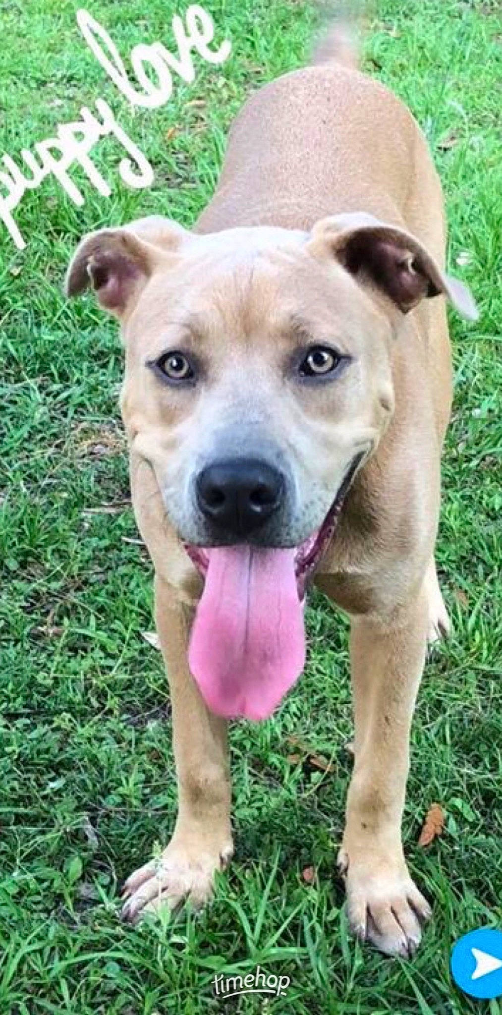 Crimson is registered to the contest to win money with this photo: adventure, ancient_dog_breeds, canidae, carnivore, collar, companion_dog, dog, dog_breed, dog_collar, fawn, grass, guard_dog, hunting_dog, molosser, plant, snout, sporting_group, whiskers, working_animal, working_dog