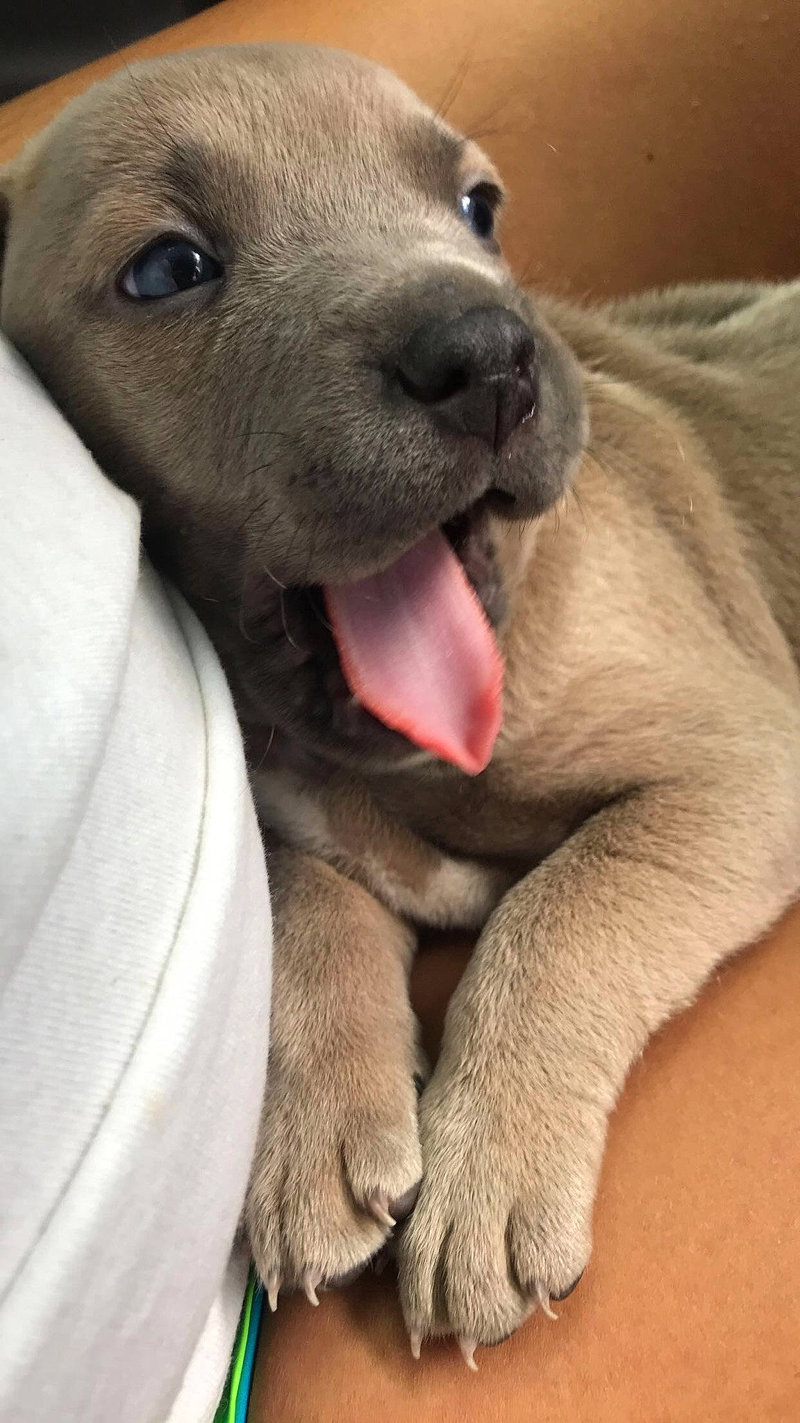 Crimson joined the competition — help win amazing prizes! canidae, carnivore, close_up, collar, companion_dog, dog, dog_breed, fang, fawn, foot, fur, non_sporting_group, paw, snout, sporting_group, terrestrial_animal, whiskers, wildlife, working_animal, wrinkle