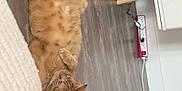 Ruby participe au concours pour gagner de l'argent avec cette photo : animal, belly_up, cat, cord, cute, domestic_cat, ears, floor, furniture, home, indoor, lying_down, orange_tabby, paws, pet, power_strip, relaxed, tabby_pattern, whiskers, wooden_floor