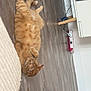 animal, belly_up, cat, cord, cute, domestic_cat, ears, floor, furniture, home, indoor, lying_down, orange_tabby, paws, pet, power_strip, relaxed, tabby_pattern, whiskers, wooden_floor