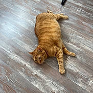 Ruby a rejoint le concours — aidez-le/la à gagner de superbes lots ! casual, cat, chair, cozy, domestic_animal, floor_texture, flooring, fur, furniture_leg, ginger_cat, home, human_foot, indoor, laying_down, orange_cat, paw, pet, relaxed, striped, wooden_floor