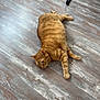 casual, cat, chair, cozy, domestic_animal, floor_texture, flooring, fur, furniture_leg, ginger_cat, home, human_foot, indoor, laying_down, orange_cat, paw, pet, relaxed, striped, wooden_floor