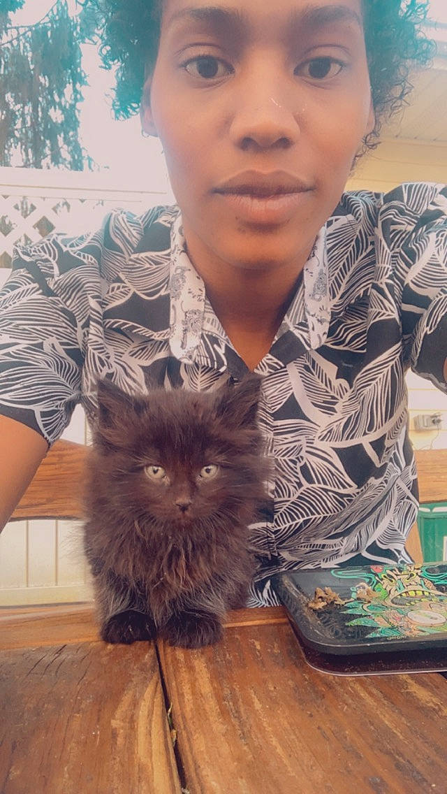 Meliodas is registered to the contest to win money with this photo: black_cat, carnivore, cat, domestic_short_haired_cat, eye, fawn, felidae, flooring, fur, hardwood, iris, organ, sitting, small_to_medium_sized_cats, snout, t_shirt, tail, whiskers, wood, wood_stain