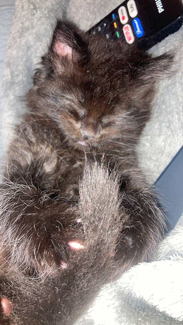 Meliodas is registered to the contest to win money with this photo: black_cat, carnivore, cat, cat_bed, claw, comfort, domestic_short_haired_cat, eye, fawn, felidae, fur, grey, iris, nap, paw, small_to_medium_sized_cats, snout, tail, terrestrial_animal, whiskers