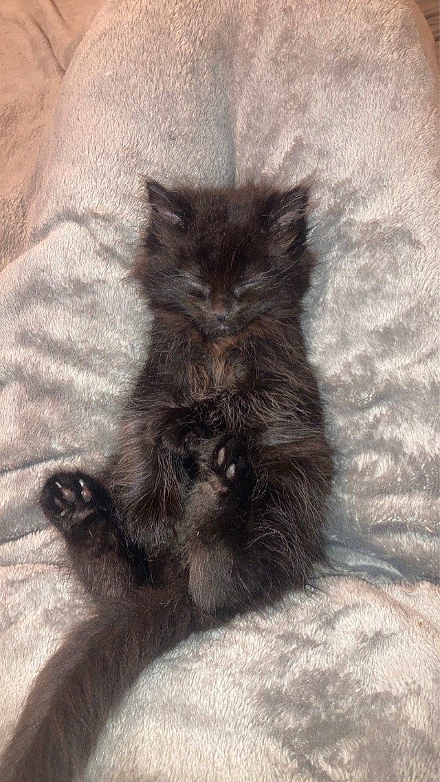 Meliodas joined the competition — help win amazing prizes! black_cat, british_longhair, carnivore, cat, claw, comfort, domestic_short_haired_cat, felidae, foot, fur, grey, monochrome, monochrome_photography, paw, small_to_medium_sized_cats, snout, tail, terrestrial_animal, whiskers