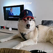 Tawa a rejoint le concours — aidez-le/la à gagner de superbes lots ! dog, husky, siberian_husky, pet, animal, fluffy, furry, wearing_hat, baseball_cap, olympic_hat, couch, living_room, television, indoor, portrait, relaxed, lying_down, black_and_white, collar, text_overlay