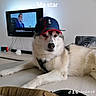 dog, husky, siberian_husky, pet, animal, fluffy, furry, wearing_hat, baseball_cap, olympic_hat, couch, living_room, television, indoor, portrait, relaxed, lying_down, black_and_white, collar, text_overlay