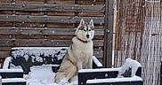 Tawa a rejoint le concours — aidez-le/la à gagner de superbes lots ! dog, husky, snow, winter, outdoor, patio, snowfall, snowy, sitting, fluffy, canine, pet, animal, fence, wooden_fence, garden_furniture, chair, table, house, cold