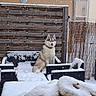 dog, husky, snow, winter, outdoor, patio, snowfall, snowy, sitting, fluffy, canine, pet, animal, fence, wooden_fence, garden_furniture, chair, table, house, cold