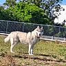 Tawa a rejoint le concours — aidez-le/la à gagner de superbes lots ! dog, husky, siberian_husky, fluffy, white_fur, tongue_out, standing, outdoor, grass, park, sunny, blue_sky, trees, foliage, railing, building, pet, canine, portrait, summer