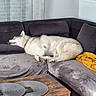 Tawa participe au concours pour gagner de l'argent avec cette photo : dog, sleeping, white_dog, fluffy, pet, sofa, couch, living_room, indoor, relaxed, nap, paws, fur, collar, blanket, coffee_table, houseplant, curtains, home_decor, cozy