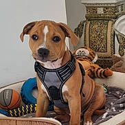 Atlas a rejoint le concours — aidez-le/la à gagner de superbes lots ! puppy, dog, pet, indoor, dog_bed, toy, basketball, plush_toy, brown, harness, floor, tile, plant, decor, cute, young_dog, sitting, animal, companion, cozy