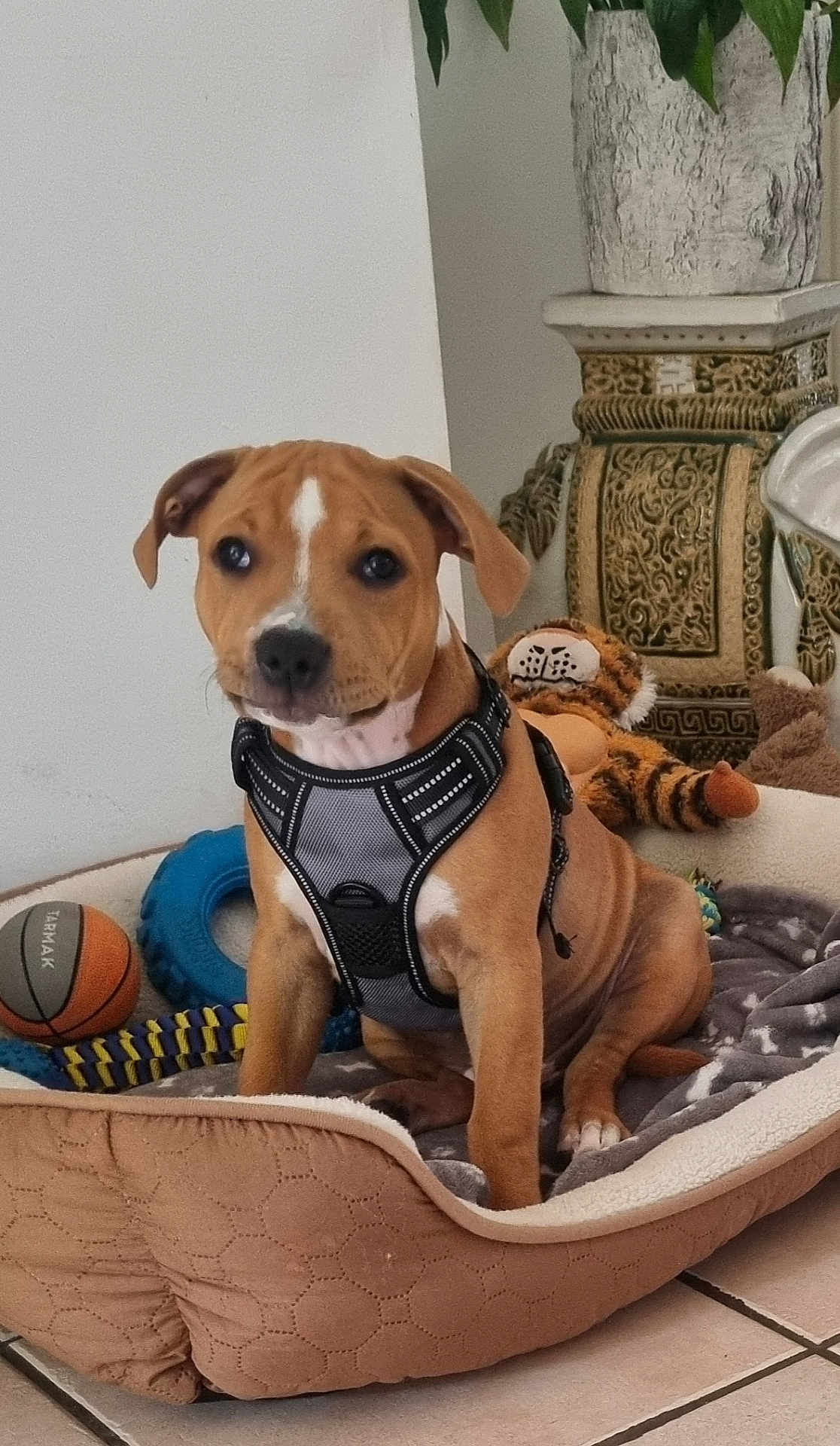 Atlas
