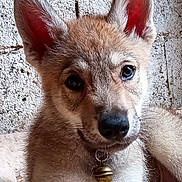 Asha participe au concours pour gagner de l'argent avec cette photo : puppy, dog, pet, animal, ears, bell, fur, cute, portrait, indoor, texture, wall, closeup, lying, young, muzzle, whiskers, soft, comfort, curious