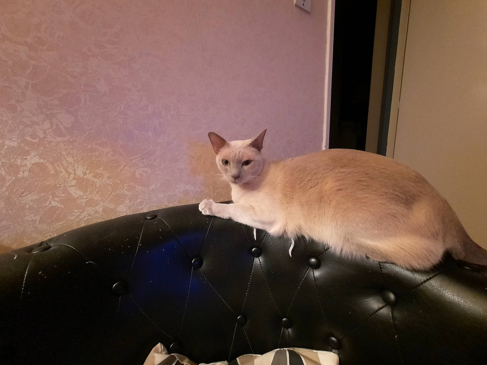 Jacket participe au concours pour gagner de l'argent avec cette photo : balinese, carnivore, cat, comfort, domestic_short_haired_cat, fawn, felidae, fur, paw, siamese, small_to_medium_sized_cats, snout, tail, terrestrial_animal, thai, tonkinese, whiskers, window, windshield, wood