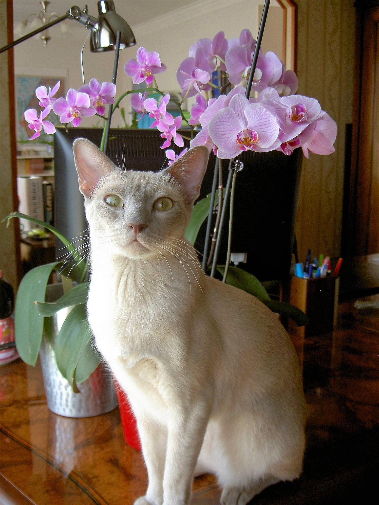 Jacket a rejoint le concours — aidez-le/la à gagner de superbes lots ! carnivore, cat, chair, collar, domestic_short_haired_cat, felidae, flower, flowering_plant, flowerpot, fur, herbaceous_plant, houseplant, moth_orchid, perennial_plant, petal, plant, small_to_medium_sized_cats, tail, terrestrial_plant, whiskers