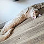 Zadig a rejoint le concours — aidez-le/la à gagner de superbes lots ! cat, ginger_cat, long_fur, stretching, floor, wooden_floor, indoor, pet, feline, relaxed, curious, ears, tail, whiskers, animal, cute, domestic_animal, laying_down, looking_up, fluffy
