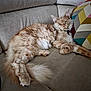 Zadig participe au concours pour gagner de l'argent avec cette photo : cat, fluffy, beige, couch, indoor, pillow, stretching, relaxed, pet, feline, cozy, sleepy, household, fur, whiskers, paw, tail, resting, comfort, home