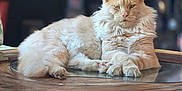 Zadig a rejoint le concours — aidez-le/la à gagner de superbes lots ! cat, fluffy, cream_colored, lounging, wooden_table, indoor, pet, feline, closeup, relaxed, fur, animal, domestic_cat, sitting, face, ears, whiskers, glass_surface, background_blur, eyes