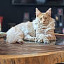 cat, fluffy, cream_colored, lounging, wooden_table, indoor, pet, feline, closeup, relaxed, fur, animal, domestic_cat, sitting, face, ears, whiskers, glass_surface, background_blur, eyes