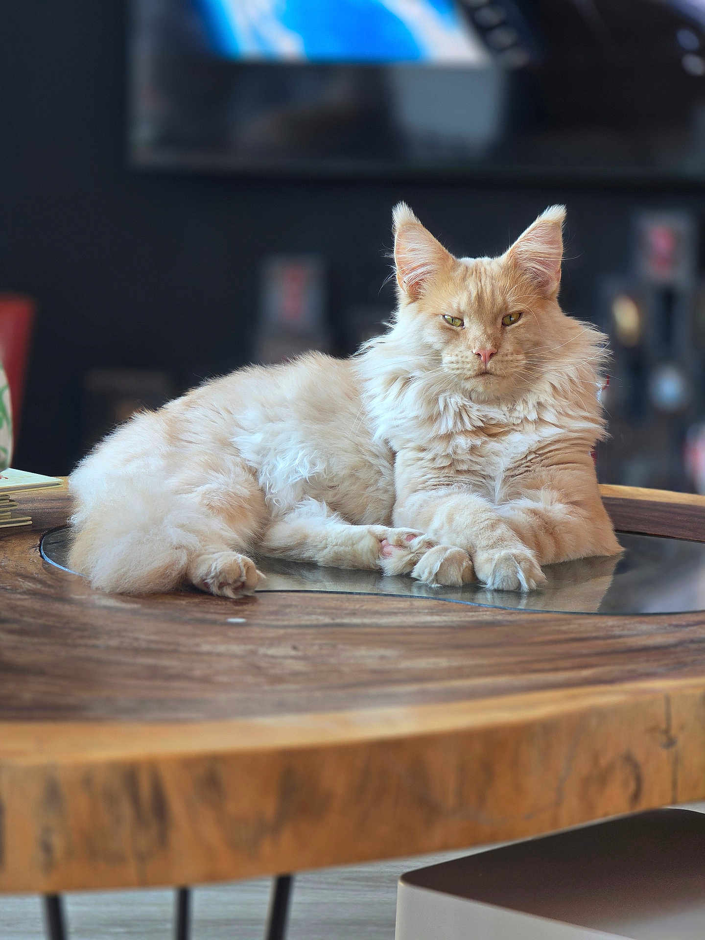 Zadig a rejoint le concours — aidez-le/la à gagner de superbes lots ! cat, fluffy, cream_colored, lounging, wooden_table, indoor, pet, feline, closeup, relaxed, fur, animal, domestic_cat, sitting, face, ears, whiskers, glass_surface, background_blur, eyes