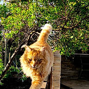 Caramel participe au concours pour gagner de l'argent avec cette photo : animal, cat, close_up, curious, daylight, feline, fluffy, fur, garden, greenery, leafy, nature, orange_cat, outdoor, pet, plant, sunlight, tree, walking, wooden_railing