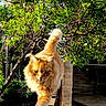 animal, cat, close_up, curious, daylight, feline, fluffy, fur, garden, greenery, leafy, nature, orange_cat, outdoor, pet, plant, sunlight, tree, walking, wooden_railing
