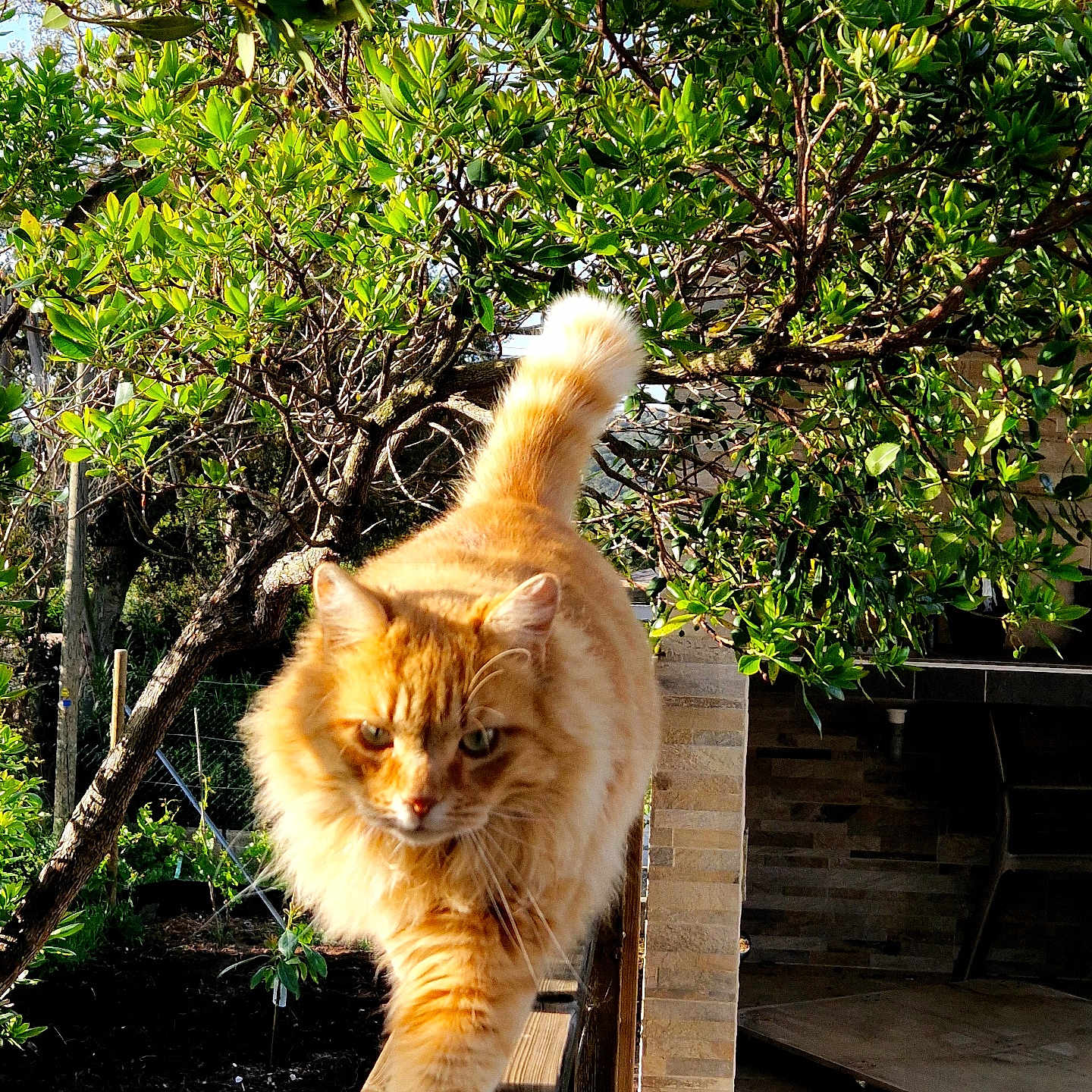 Caramel