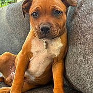 Milo participe au concours pour gagner de l'argent avec cette photo : puppy, dog, brown, white_chest, collar, tag, couch, indoor, pet, animal, paw, ears, face, fur, relaxed, closeup, cute, young, sitting, companion