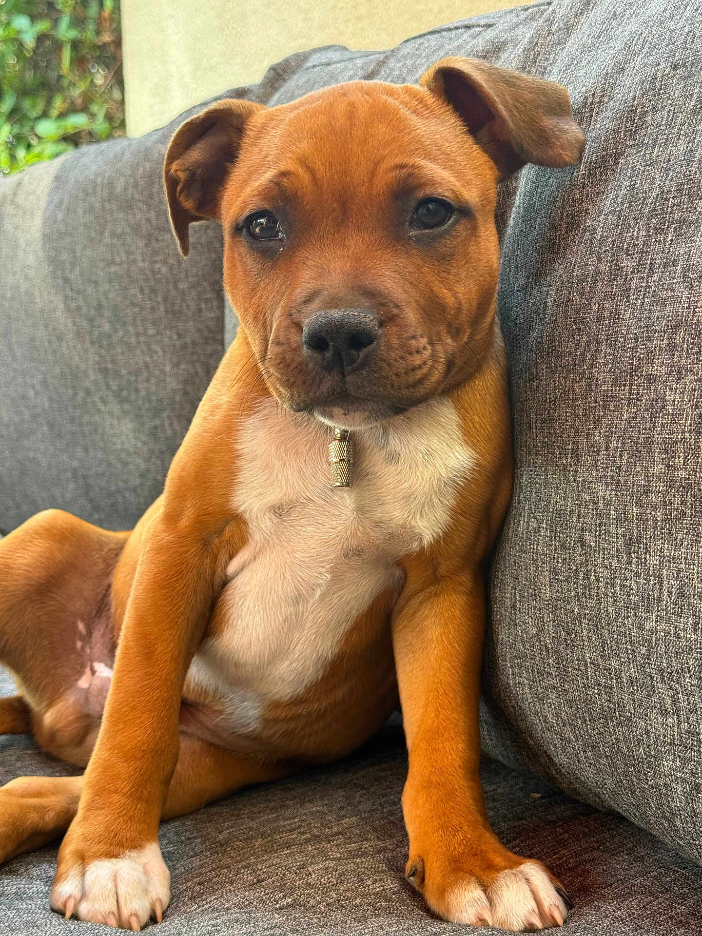 Milo participe au concours pour gagner de l'argent avec cette photo : puppy, dog, brown, white_chest, collar, tag, couch, indoor, pet, animal, paw, ears, face, fur, relaxed, closeup, cute, young, sitting, companion